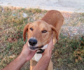 Καλό Νερό Τριφυλίας: Δεν πήγαινε στον κτηνίατρο τον πυροβολημένο σκύλο του γιατί είχε «προβλήματα»